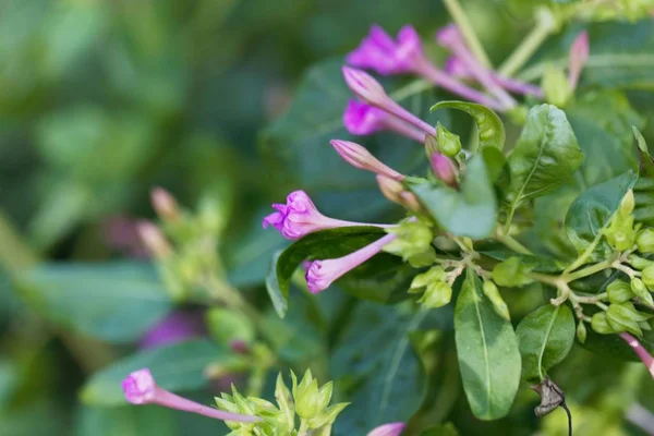 Maravilla de Perú flores (Mirabilis jalapa ) — Foto de Stock