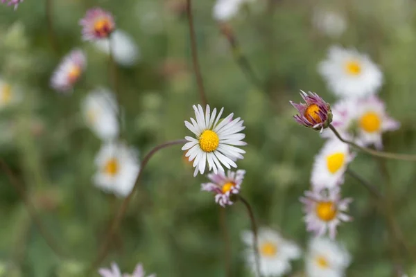 Margarita del sur (Bellis sylvestris ) — Foto de Stock