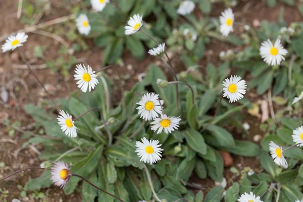 Margarita del sur (Bellis sylvestris ) — Foto de Stock