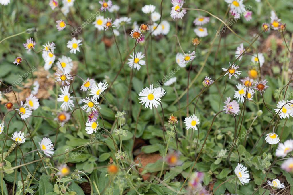 ChWeiss