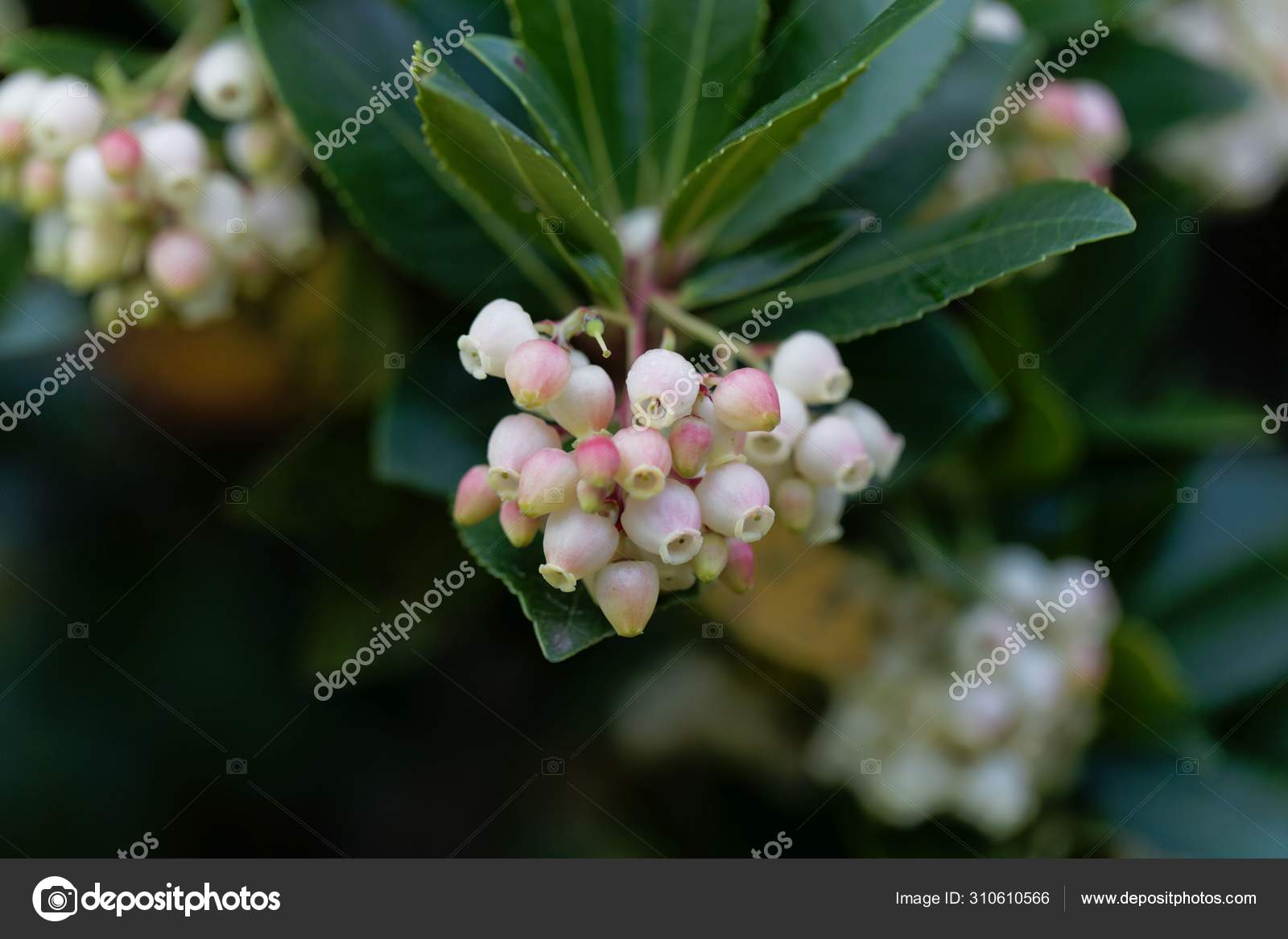 Flores De Uma Arvore De Morango Arbutus Unedo Stock Photo C Chweiss 310610566