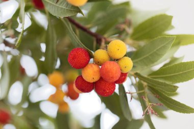 Fruits of a strawberry tree (Arbutus unedo) clipart