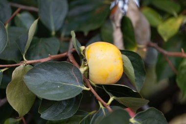 Trabzon hurma meyvesi (Diospyros kaki) 