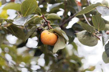 Persimmon fruit (Diospyros kaki)  clipart