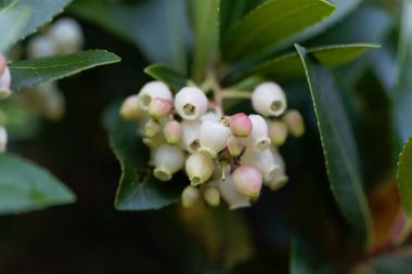Çilek ağacının çiçekleri (Arbutus unedo)