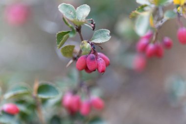 Berberis aetnensis meyveleri