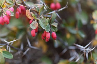 Berberis aetnensis meyveleri