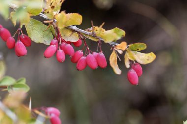 Berberis aetnensis meyveleri