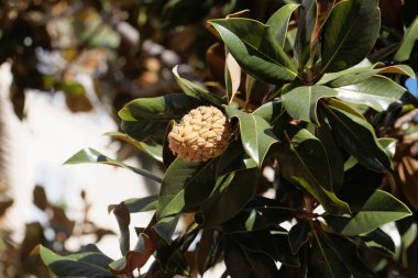 Güney manolyasının meyvesi (Manolya grandiflorası)
