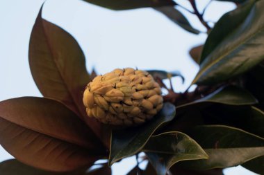 Güney manolyasının meyvesi (Manolya grandiflorası)