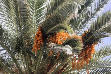 Hurma meyvesi (Phoenix dactylifera)