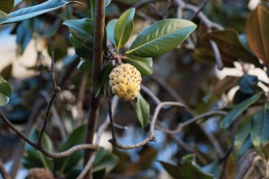 Güney manolyasının meyvesi (Manolya grandiflorası)