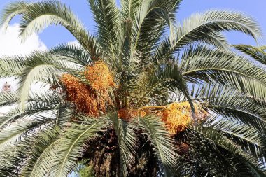 Hurma meyvesi (Phoenix dactylifera)