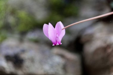 Bir sarmaşık yapraklı siklamen çiçeği (Siklamen hederifolium)