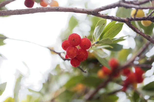 Frukter av en jordgubbsträd (Arbutus unedo) — Stockfoto