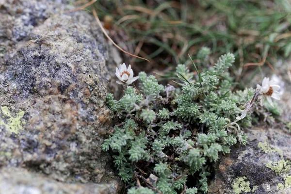Bir kaya substrat üzerinde Helicrysum frigidum çiçekleri — Stok fotoğraf