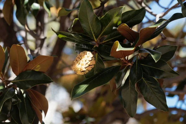 Plody jižního šácholu (Magnolia velkokvětý) — Stock fotografie