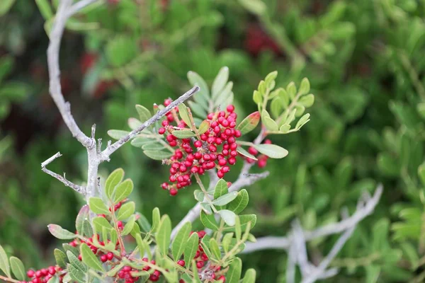 Röda bär av en mastix buske (Pistacia lentiscus) — Stockfoto