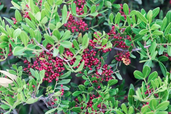 Röda bär av en mastix buske (Pistacia lentiscus) — Stockfoto