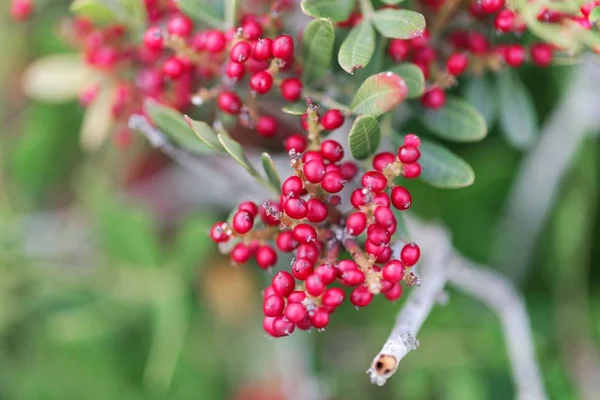 Red berries of a mastic bush (Pistacia lentiscus) — Stock Photo, Image