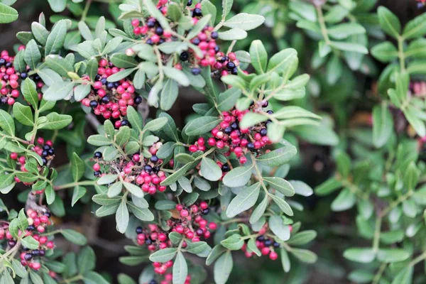 Röda bär av en mastix buske (Pistacia lentiscus) — Stockfoto