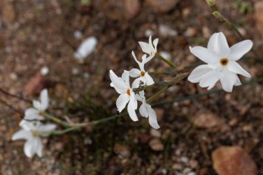 Narcissus elegans, Akdeniz bölgesinin vahşi ve büyüyen narsisi. 