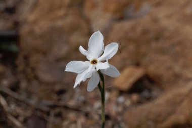 Narcissus elegans, Akdeniz bölgesinin vahşi ve büyüyen narsisi. 