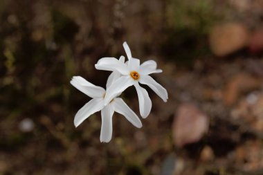 Narcissus elegans, Akdeniz bölgesinin vahşi ve büyüyen narsisi. 
