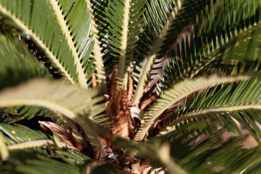 Bir sago palmiye yaprakları (Cycas revoluta) 