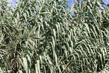 Dev miscanthus (Miscanthus x giganteus)