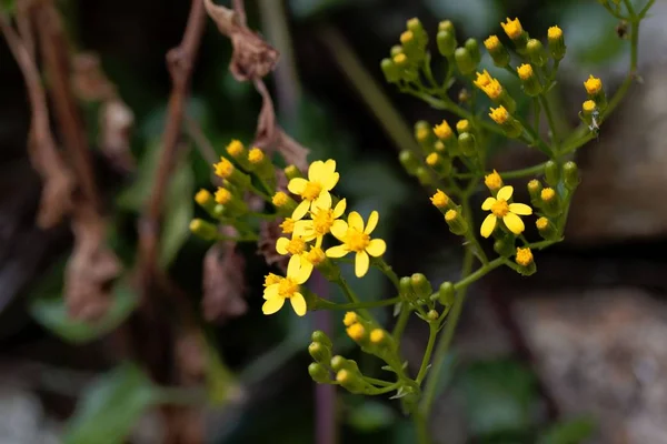 Motivo de arrastre (Senecio angulatus ) — Foto de Stock