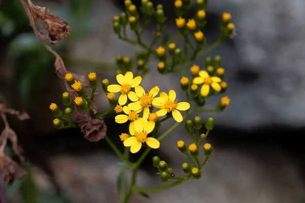 Motivo de arrastre (Senecio angulatus ) — Foto de Stock