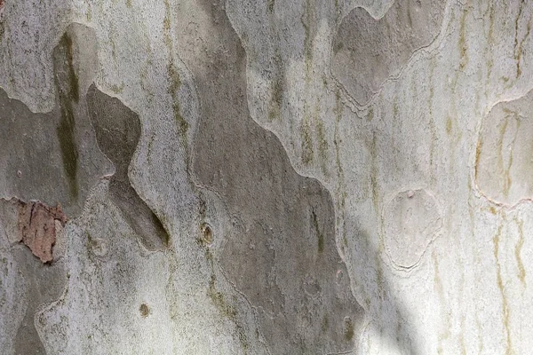 Кора лондонского самолета (Platanus x acerifolia ) — стоковое фото