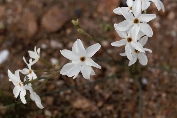 Nárcisz elegans, a Földközi-tenger térsége vadon termő nárcisz. — Stock Fotó