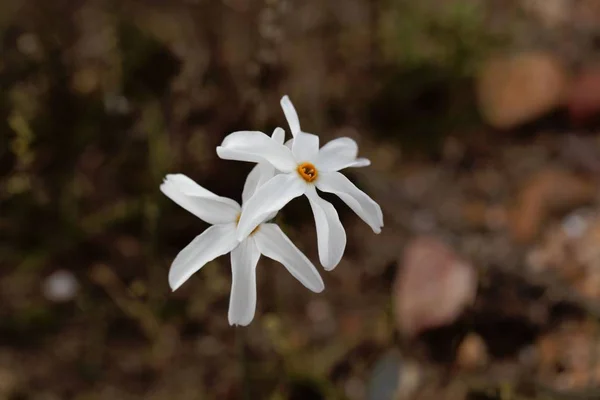 Nárcisz elegans, a Földközi-tenger térsége vadon termő nárcisz. — Stock Fotó