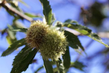 Tatlı kestane meyvesi (Castanea sativa)