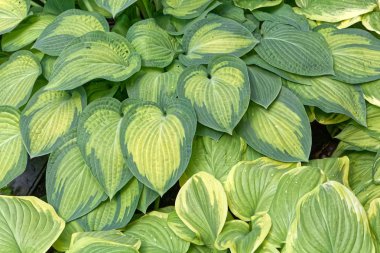 Plantain zambaklarının farklı renkli yaprakları