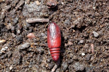 Şalgam güvesinin kahverengi chrysalis 'i (Agrotis segetum)