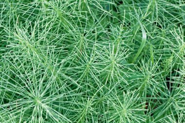 Bir çayır at kuyruğu yaprakları (Equisetum pratense)