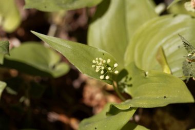 Vadinin sahte zambağı (Maianthemum bifolium).