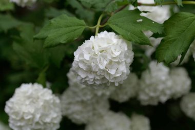 Süs guelder-gül (Viburnum opulus)