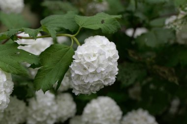 Süs guelder-gül (Viburnum opulus)