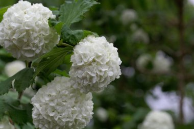 Süs guelder-gül (Viburnum opulus)