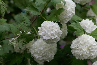Süs guelder-gül (Viburnum opulus)