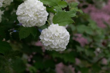 Süs guelder-gül (Viburnum opulus)