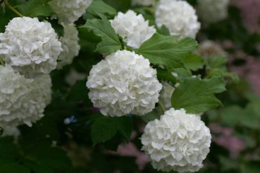 Süs guelder-gül (Viburnum opulus)