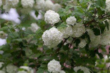 Süs guelder-gül (Viburnum opulus)