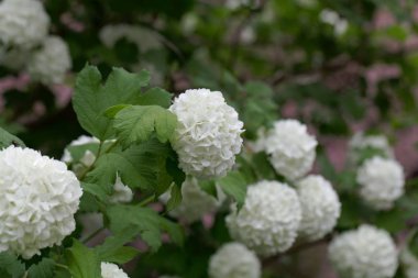 Süs guelder-gül (Viburnum opulus)