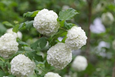 Süs guelder-gül (Viburnum opulus)