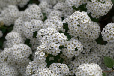 Spiraea vanhouttei çiçekleri